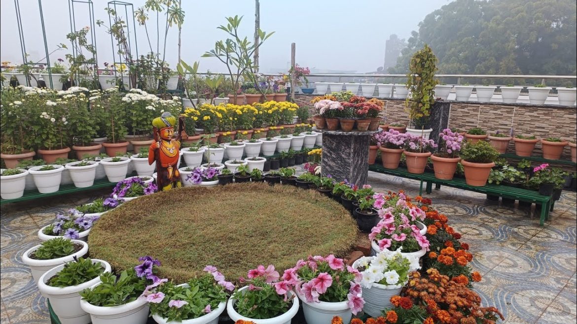 Garden overview| साल का आखिरी garden overview with some most important tips|rooftop garden overview