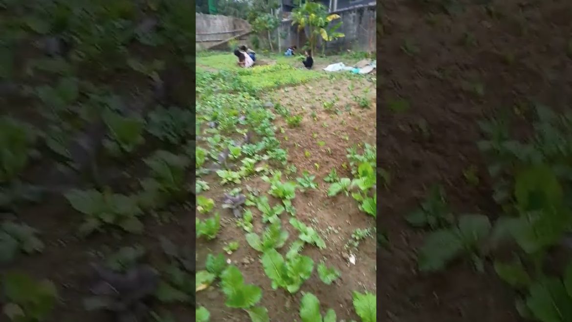 beautiful master leaves garden#shorts #viral #viralvideos #shortvideos