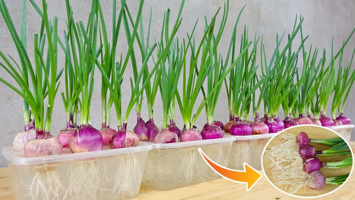No garden and soil required, You can grow onions in plastic box and harvest every day