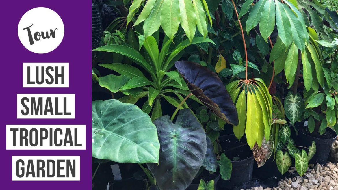 Lush tropical style garden hidden away in small backyard.