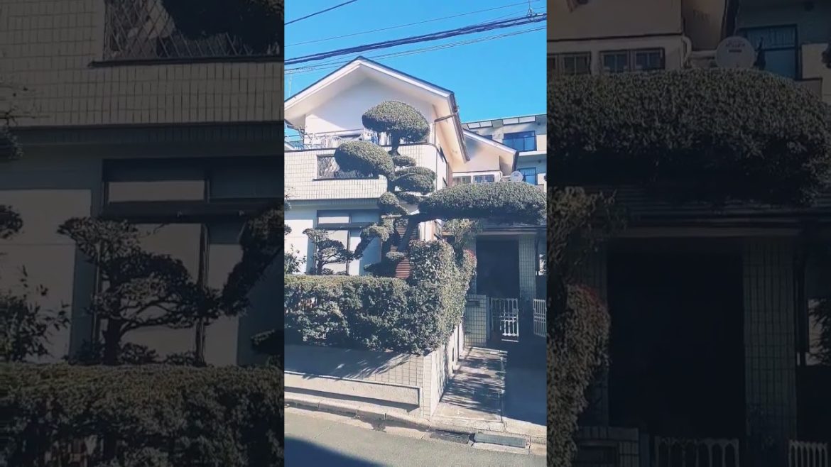 Japanese garden Japanese garden