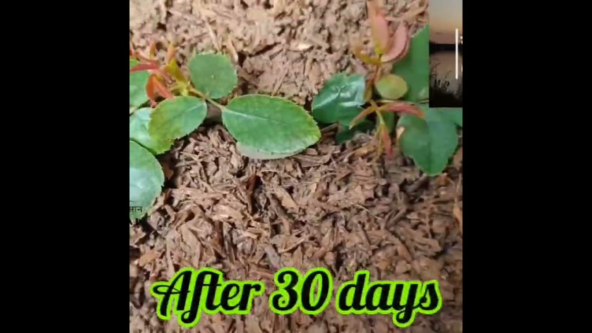 Grow Rose plant from cutting easy 100% result@gardeningtipsandcare #gardeningtips#roseplantcare