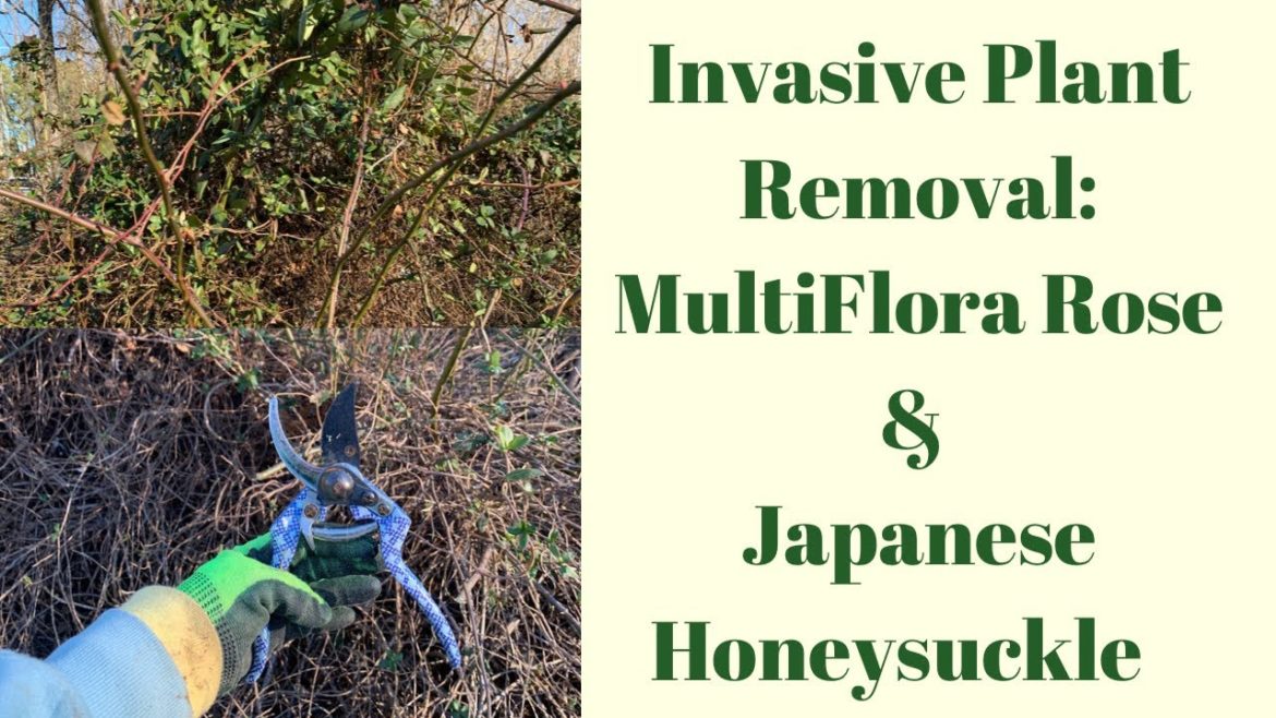 Removing Invasive Species: MultiFlora Rose & Japanese Honeysuckle from Farmland Removing Invasive Species: MultiFlora Rose & Japanese Honeysuckle from Farmland
