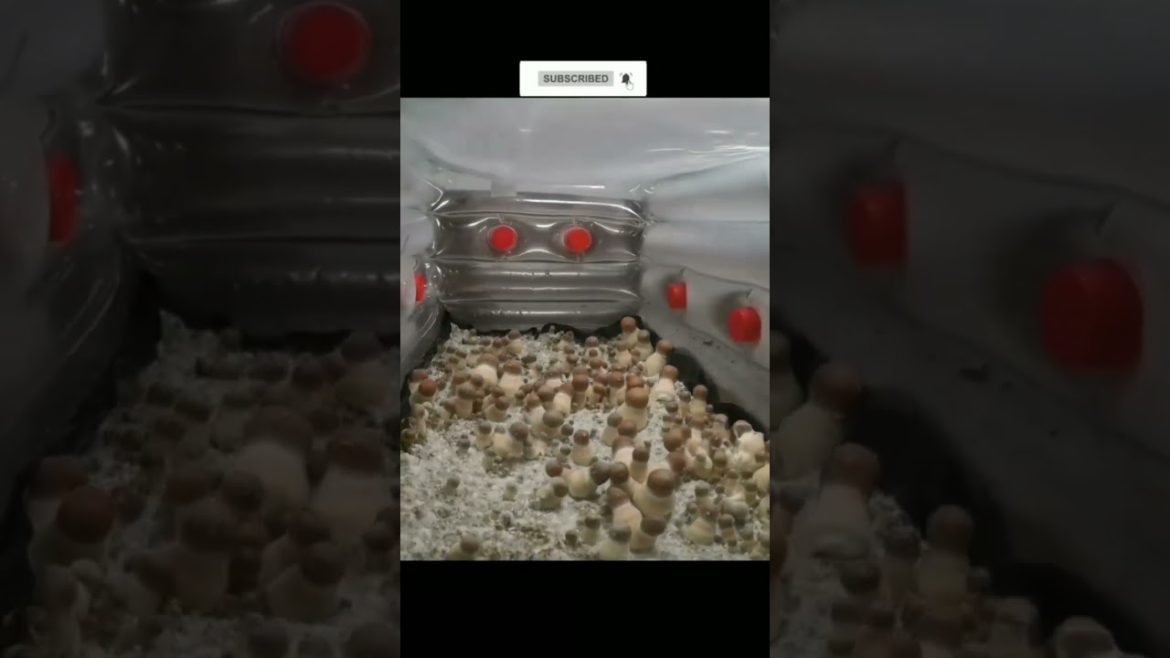 MASHROOMS GROWING