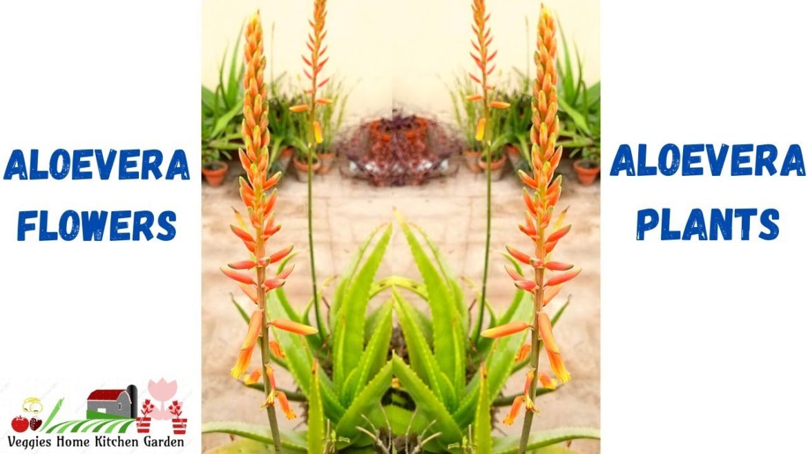 Aloe Vera Flowers and healthy Plants with winter care tips at Asim Rooftop Garden Aloe Vera Flowers and healthy Plants with winter care tips at Asim Rooftop Garden