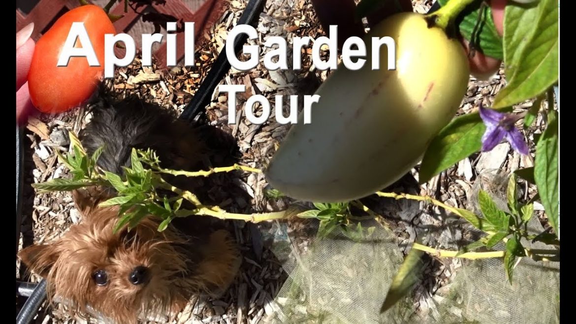 Spring Garden Tour-Growing Food Container Gardening Raise Bed Totes Pots-Compost in Place-Vegetables Spring Garden Tour-Growing Food Container Gardening Raise Bed Totes Pots-Compost in Place-Vegetables