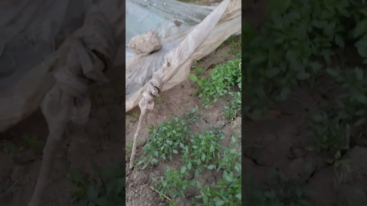 ٹماٹر پنیری|Tomatoes Nursery|How to grow vegetables #villagemainaurap