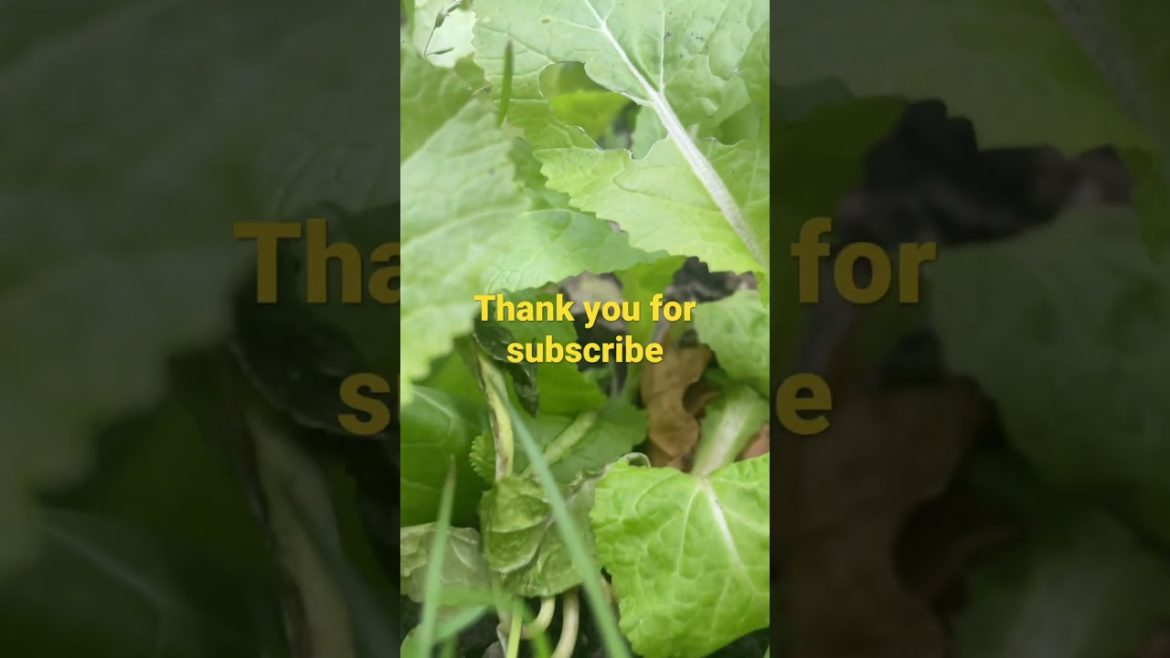 Wow look awesome my plants still grow