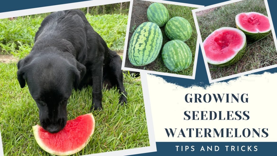 How to Grow Seedless Watermelon in a Backyard Garden