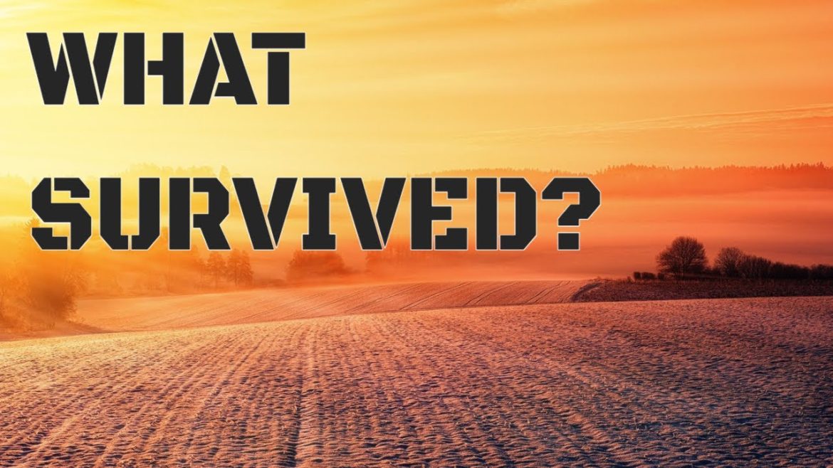 SURVIVAL...!                  #wintergardening