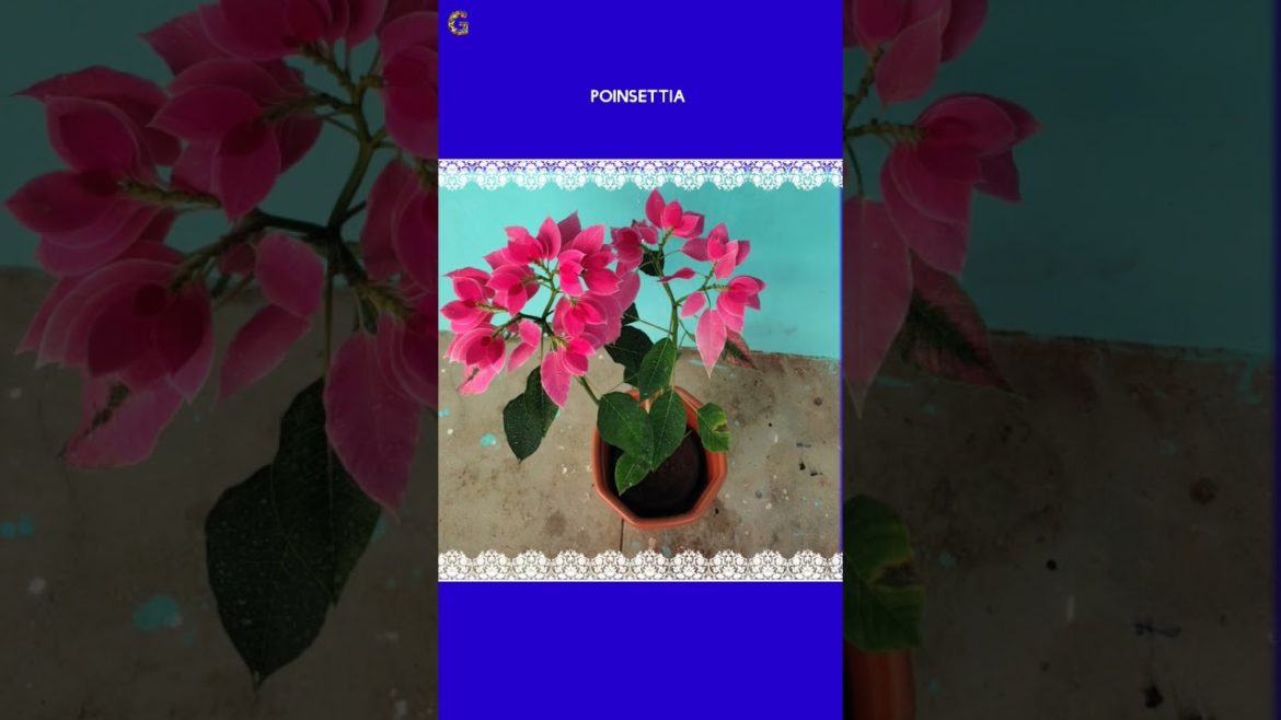 POINSETTIA PLANT FACTS - GROWTH - TIPS..