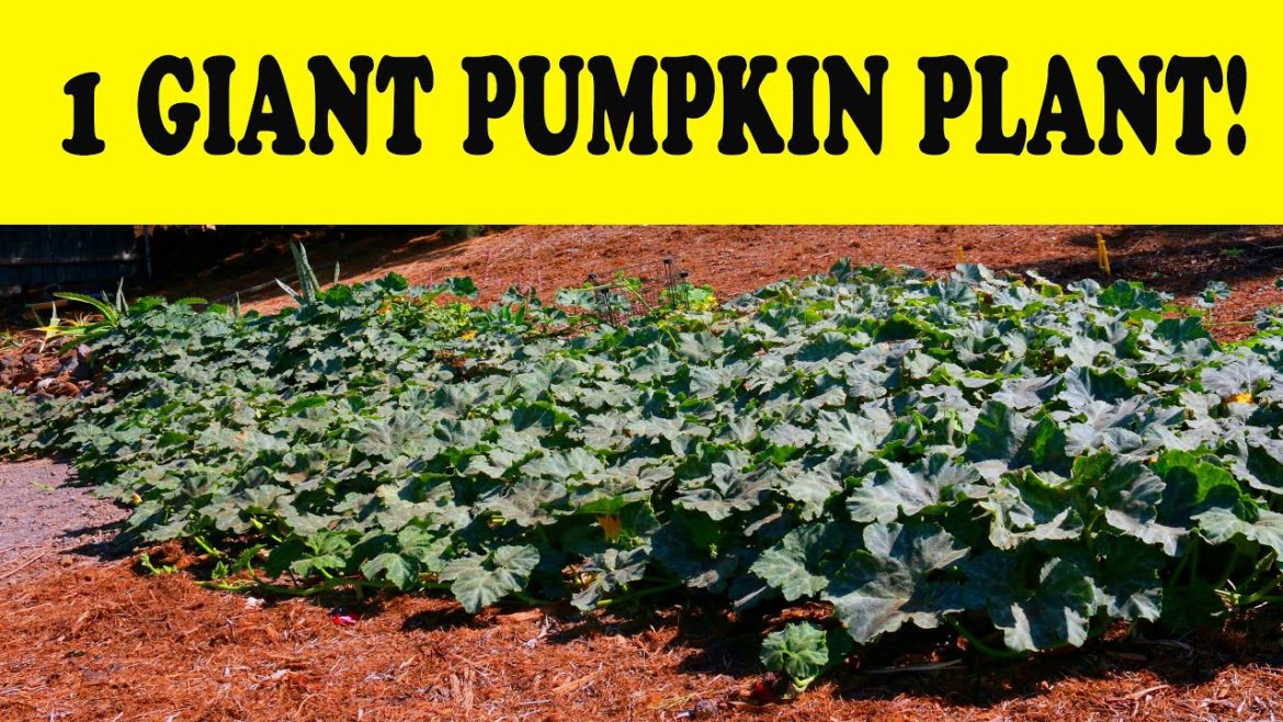 HUGE Kabocha Squash Japanese Pumpkin Gardening Tips & How To Pollinate Pumpkin Flowers - High Yield