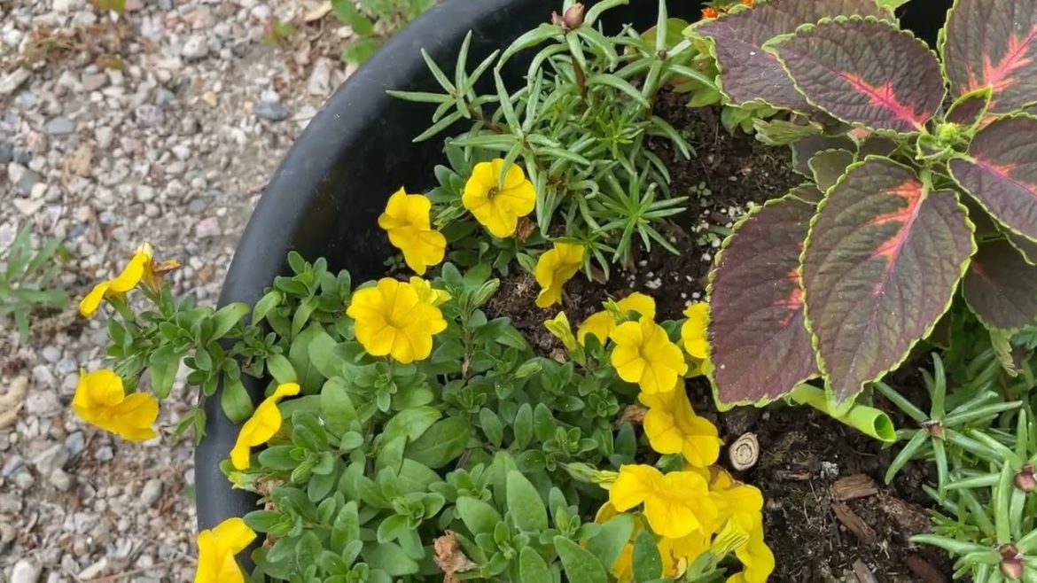 New Flower Bed and Container Tour!