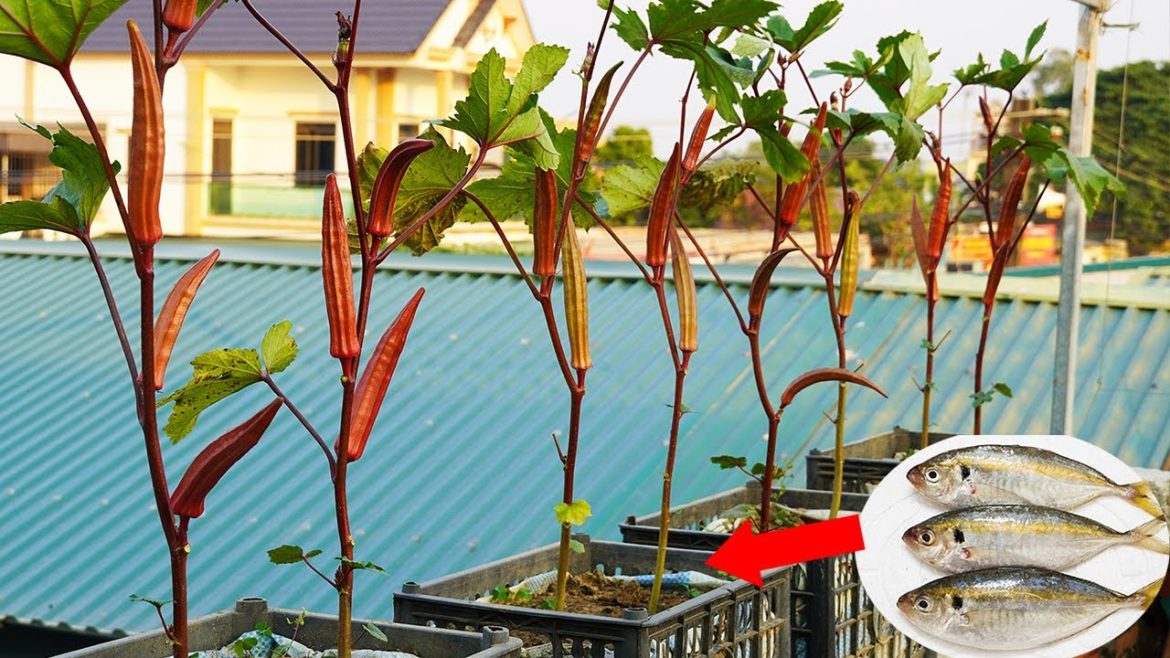 The Secret To Growing Okra Super Fast And With Lots Of Fruit, No Need For A Garden