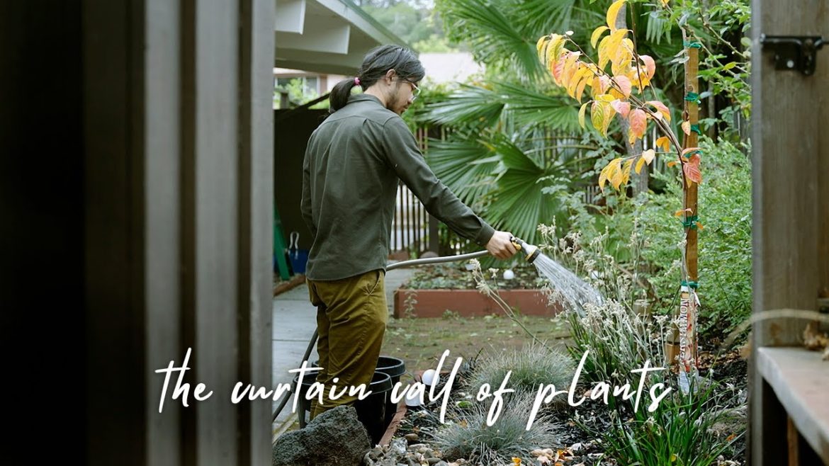 What we planted in our small backyard garden in 2021｜The Curtain Call of Plants｜Gardening Beginner