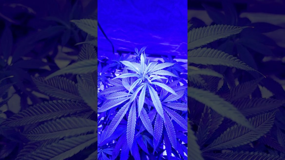 Growing Gorilla Glue #4 x Candy Rain Hybrid Photo #shorts