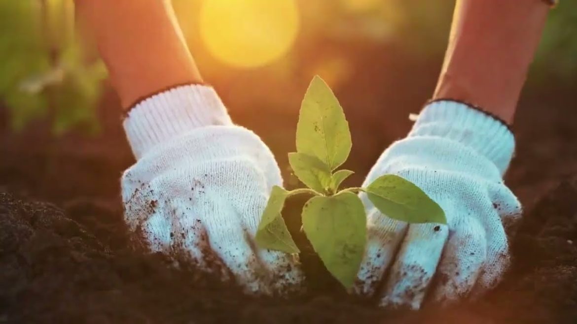 Gardening for Beginners: How to Start Your Own Vegetable Garden