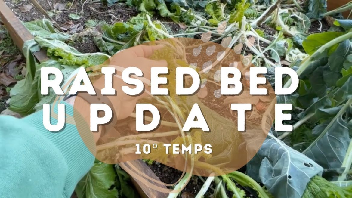 Raised Bed Update | FREEZING TEMPERATURES ❄️