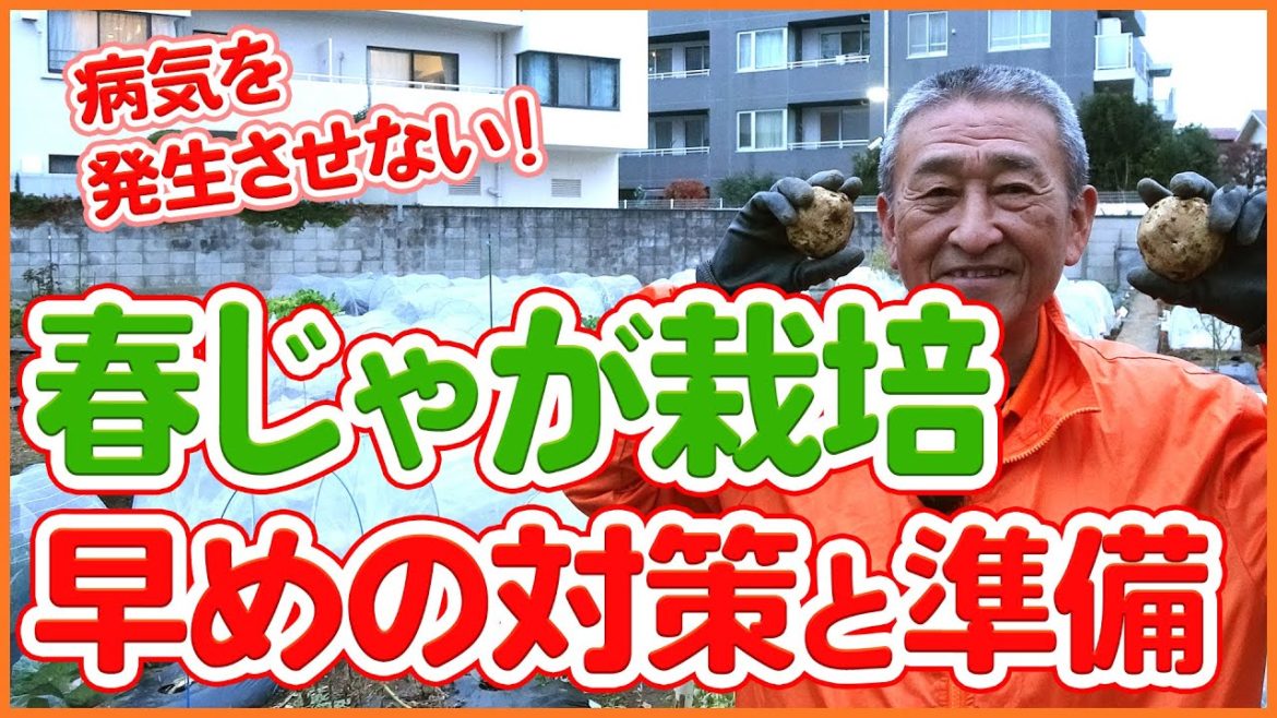 家庭菜園や農園の春ジャガイモ栽培は早めに病気対策！そうか病を防ぐジャガイモの育て方を徹底解説！【農園ライフ】Potato cultivation tips from a Japanese farmer