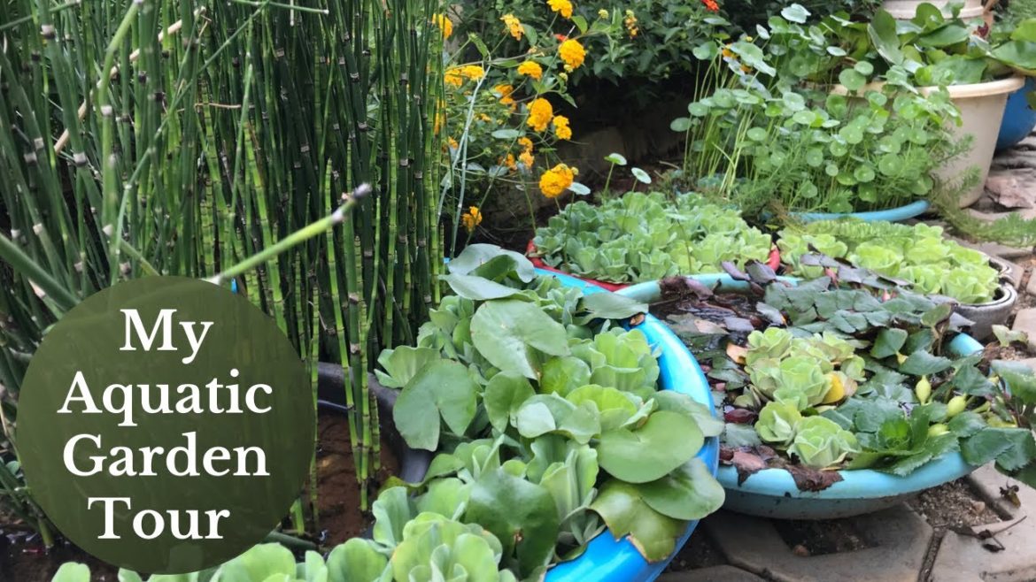 My Aquatic garden Tour|| My Water Plants Collection || Backyard gardening