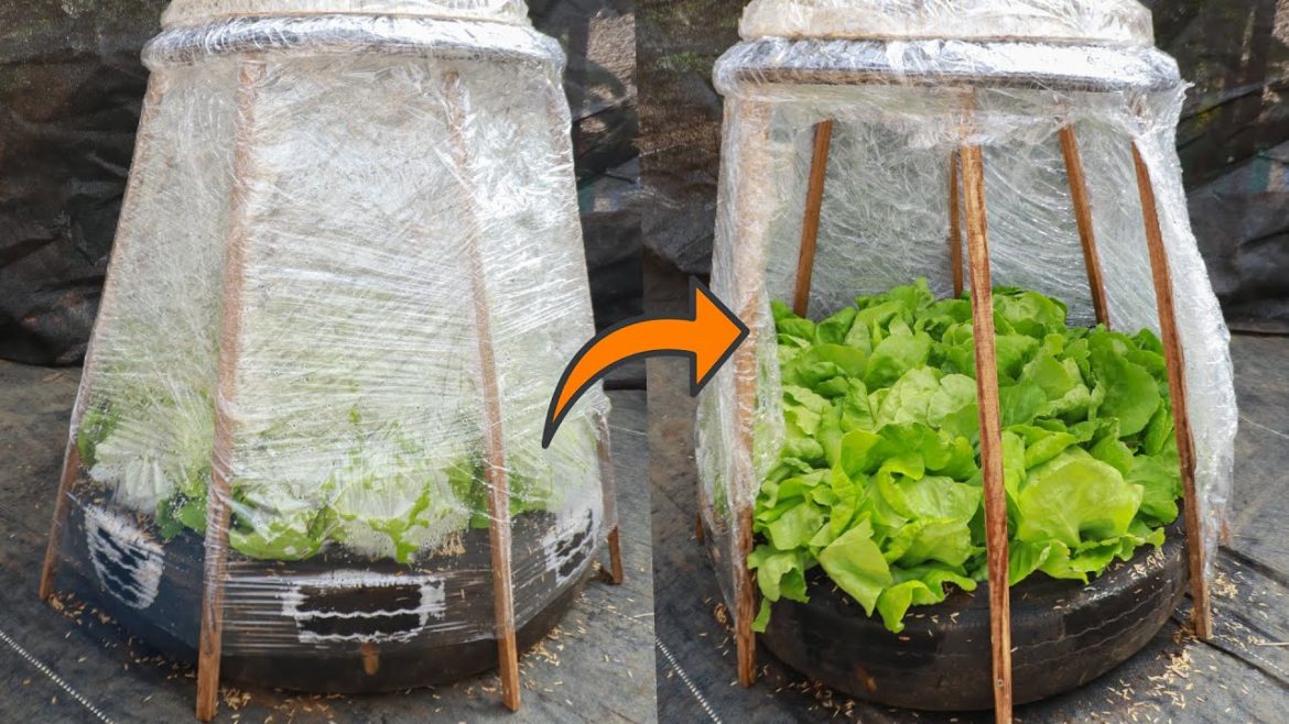 Amazing - Grow lettuce in winter in a mini greenhouse from recycled tires