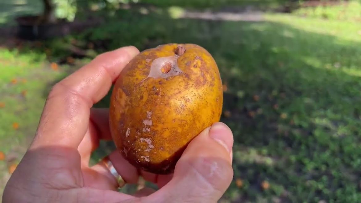 This Fruit Tree Forest Will Leave You Speechless