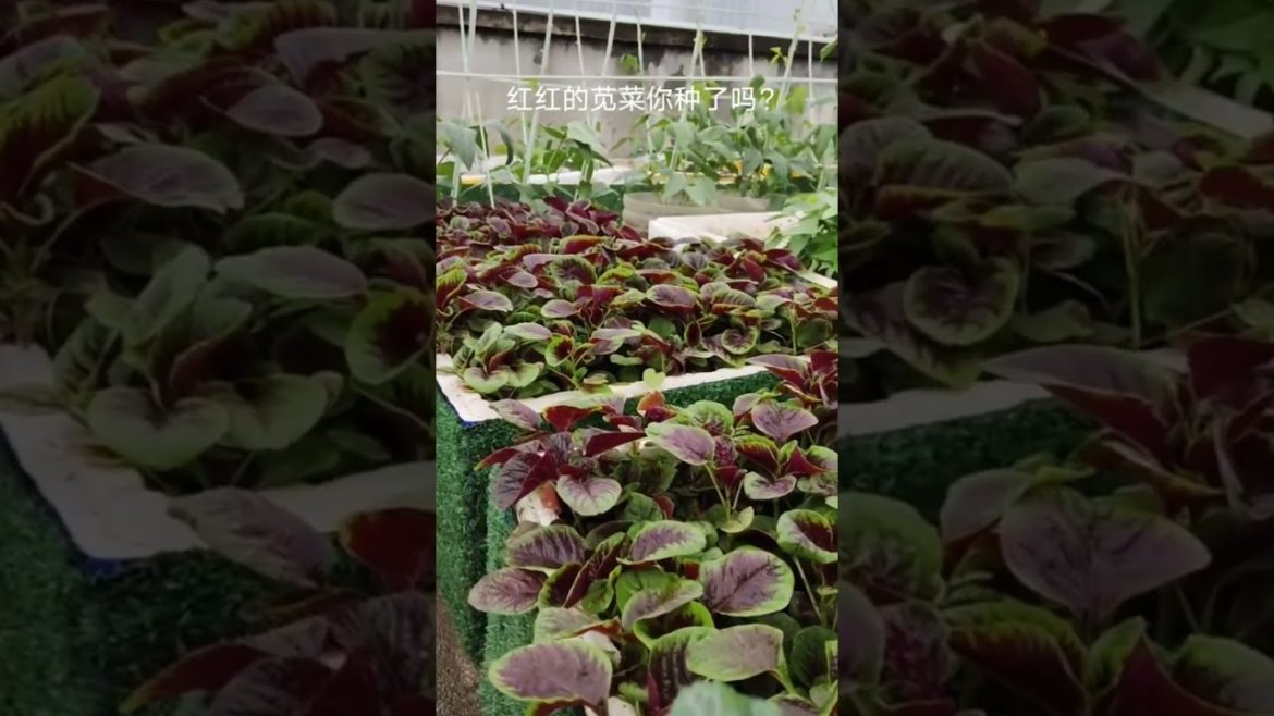 how to growth vegetable #naturalgarden how to growth vegetable #naturalgarden