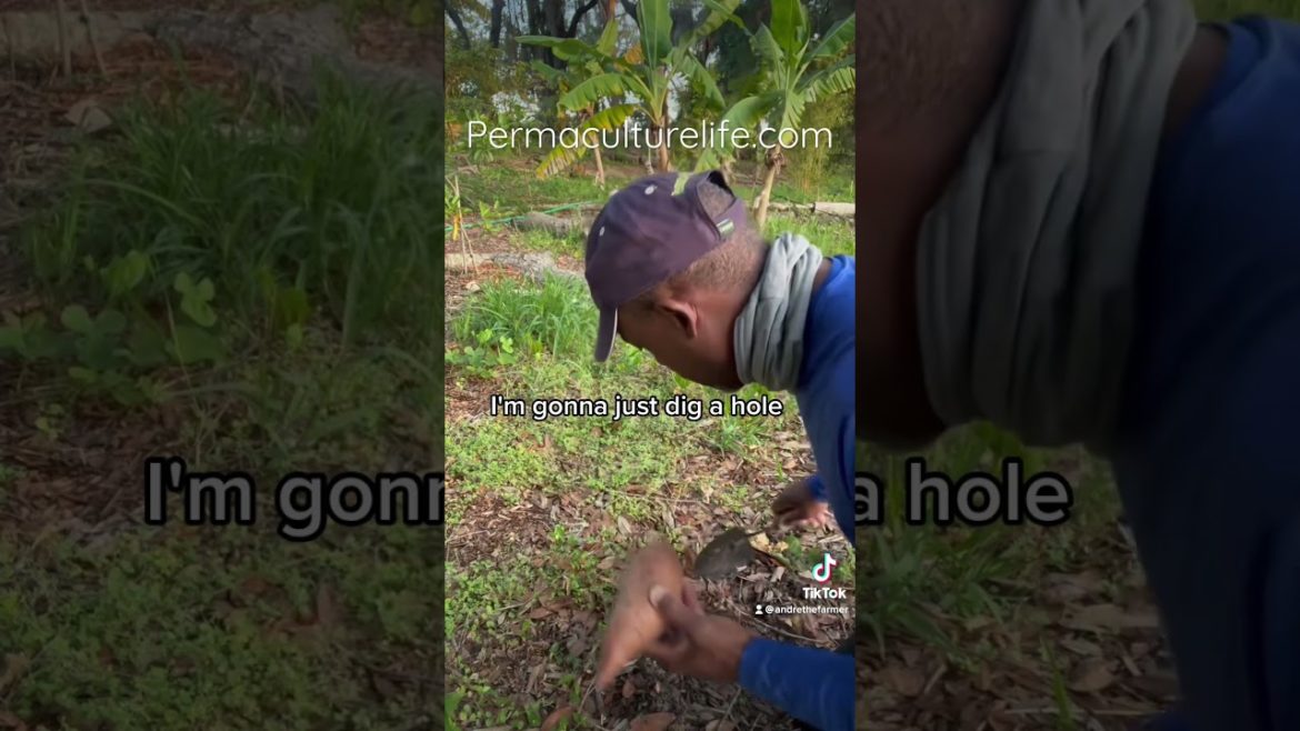 How I plant my sweet potato ground cover.