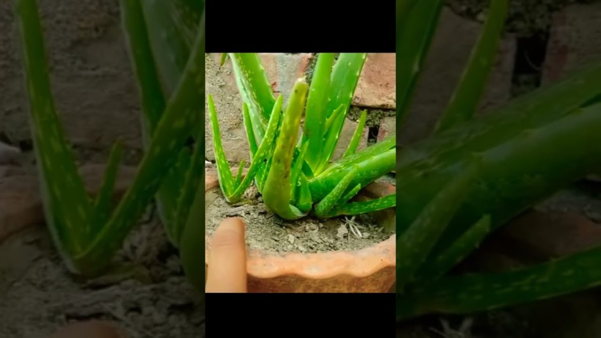 Subscribe our channel for new new garden tips and tricks।।#tips #tricks #shorts #alovera #viral