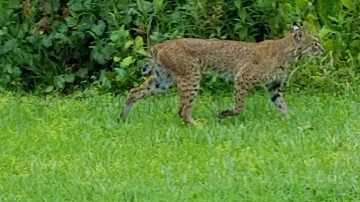 Florida Backyard Garden/Bobcat In My Yard Florida Backyard Garden/Bobcat In My Yard