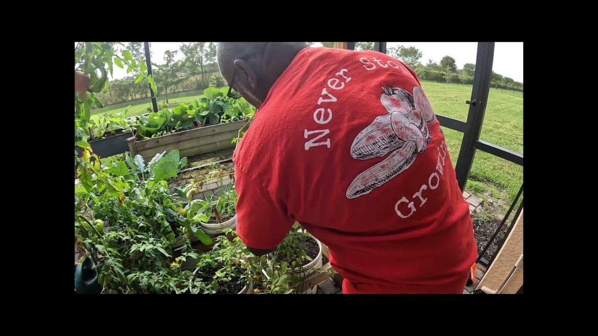 Picking Chinese Cabbage, Tomatoes, and Bell Pepper From The Backyard Grocery Store Picking Chinese Cabbage, Tomatoes, and Bell Pepper From The Backyard Grocery Store