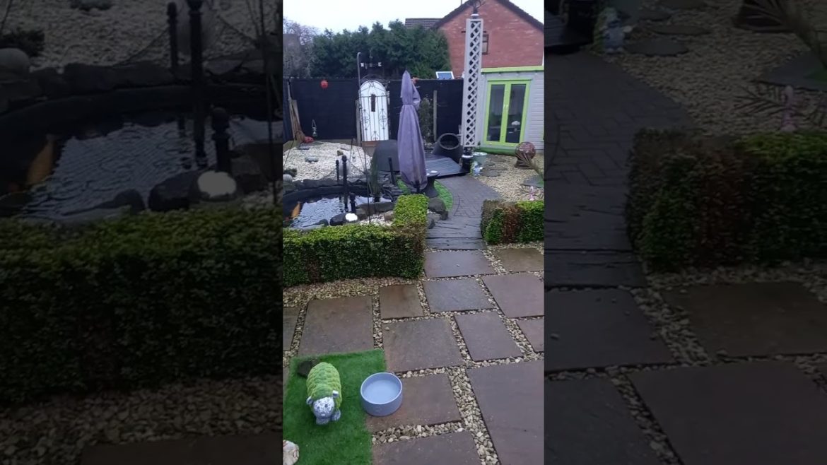 Weimaraner Christmas Present (Skylar) #shorts Weimaraner Christmas Present (Skylar) #shorts