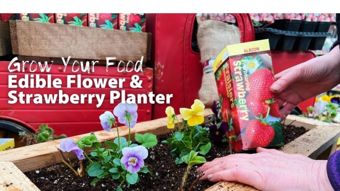 How To: Strawberry Edible Flower Planter
