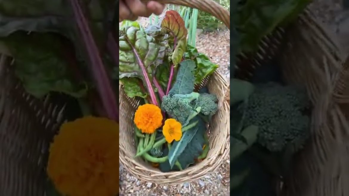 Sunset harvest for our dinner from our backyard garden.  🙌🌼