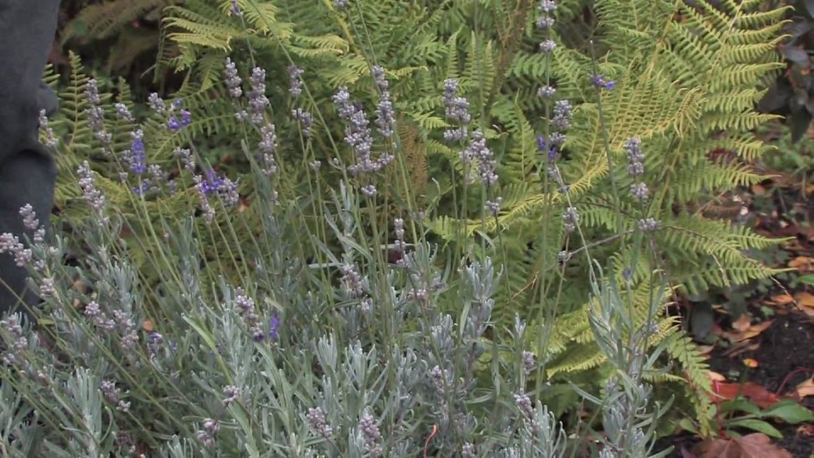 Gardening Tips : Growing Lavender Plants