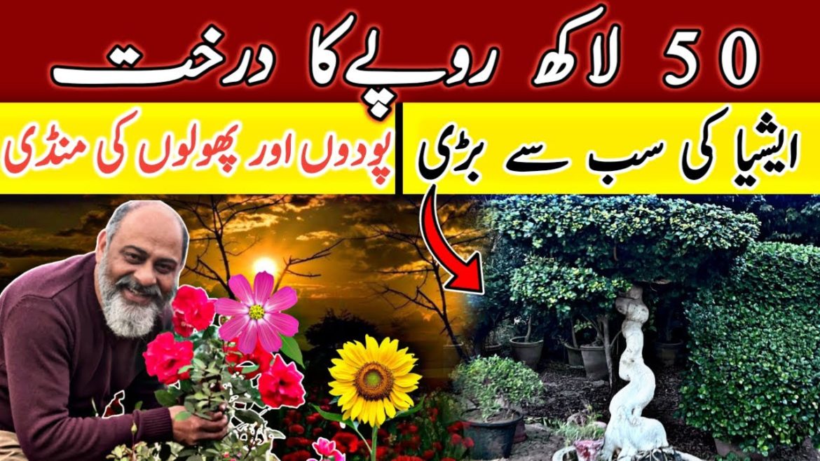 Historical Bonsai Tree worth 5 million/2600 varieties of flowers | iftikhar Ahmed Usmani Historical Bonsai Tree worth 5 million/2600 varieties of flowers | iftikhar Ahmed Usmani