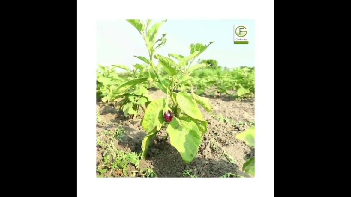 Gift Your Future Generation With A Healthy Life Around Nature's Bliss-Mother Nature's Endless Gifts Gift Your Future Generation With A Healthy Life Around Nature's Bliss-Mother Nature's Endless Gifts