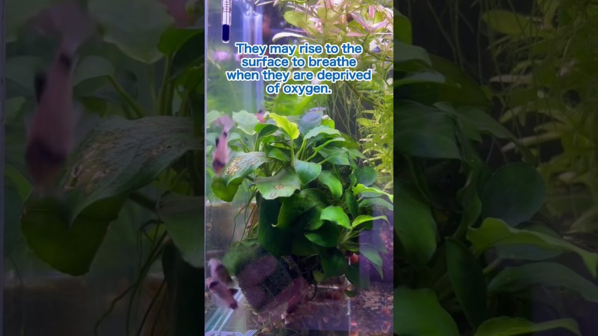 "Up and down" Japanese ricefish,killfish  Medaka aquarium