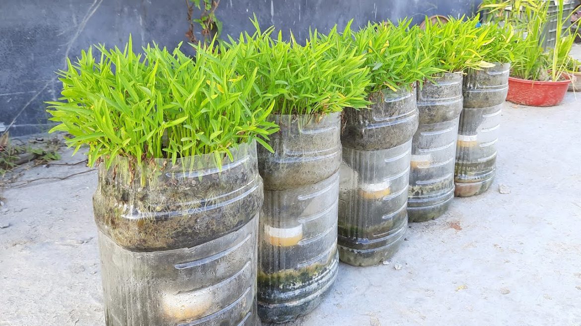 How to grow water spinach form seed to harvest in plastic bottle