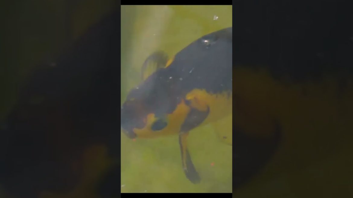 Fish in the pond #shorts