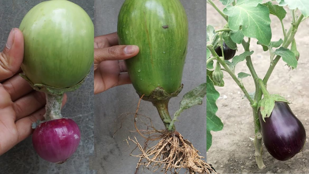 How to Propagate Eggplant Tree To Onion in a Pot at home