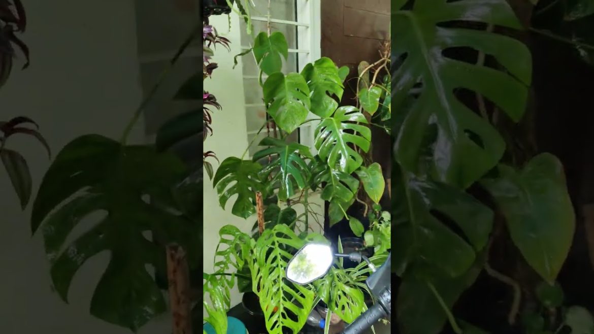 How to water your plants ? Gardening tips #shorts #indoorplants #waterplants #gardeningtips #viral