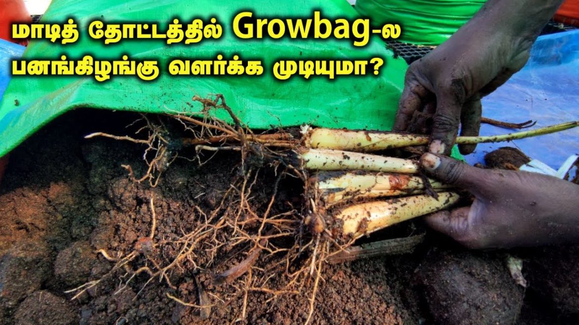 பனங்கிழங்கு மாடித் தோட்டத்தில் வளர்க்க முடியுமா?. ஒரு சிறிய முயற்சி பனங்கிழங்கு மாடித் தோட்டத்தில் வளர்க்க முடியுமா?. ஒரு சிறிய முயற்சி