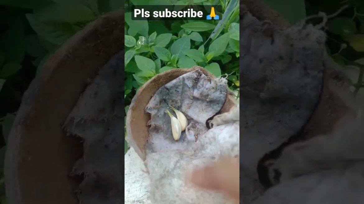 grow garlic🧄🧄 #shorts #shortsfeed #ytshorts #garlic #garden #plant #gardening #short #gardeningtips