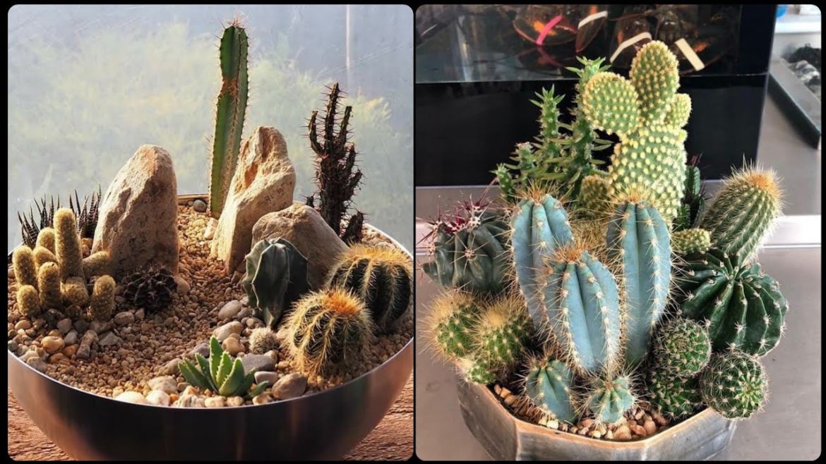 CLASSIC AND AWESOME CACTUS PLANT IDEAS AND DESIGN FOR GARDENS