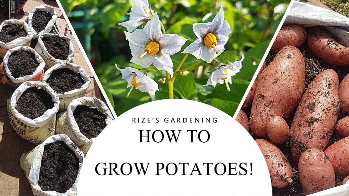HOW TO GROW POTATOES! 🥔 (Complete Process: Start to Harvest!)