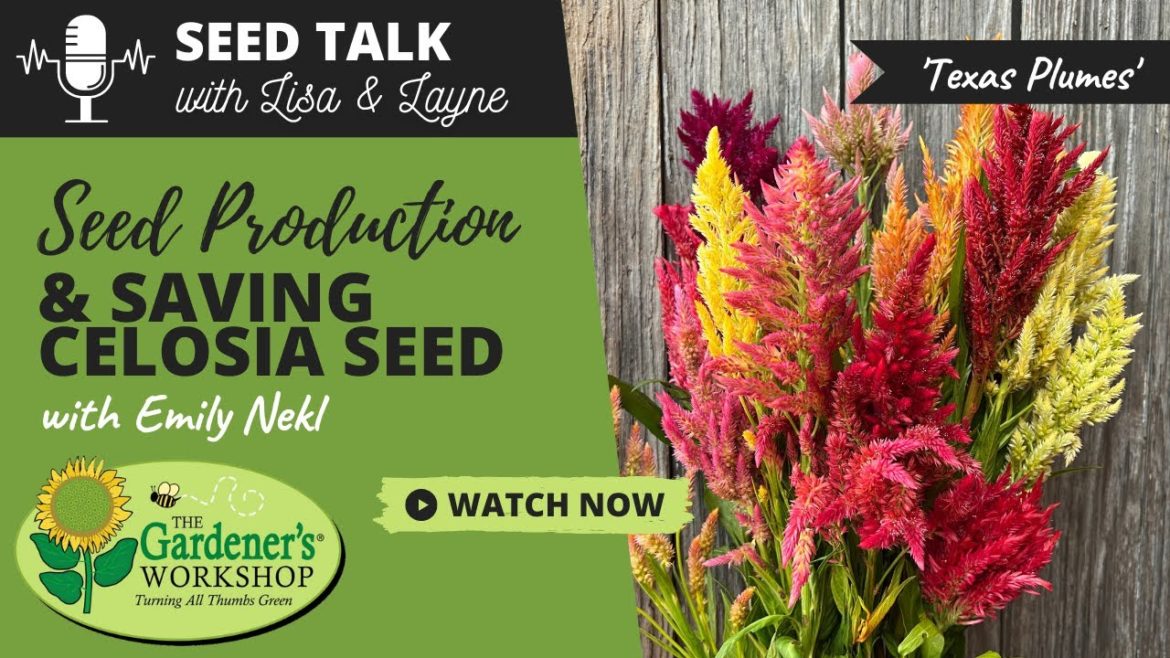 #17 – Seed Production & Saving Celosia Seed with Emily Nekl #17 - Seed Production & Saving Celosia Seed with Emily Nekl