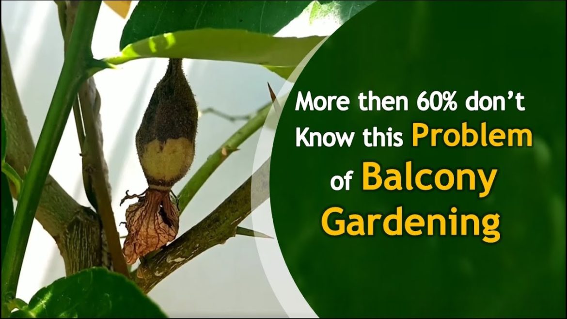 vegetable gardening Problem for small balcony garden and apartment garden vegetable gardening Problem for small balcony garden and apartment garden