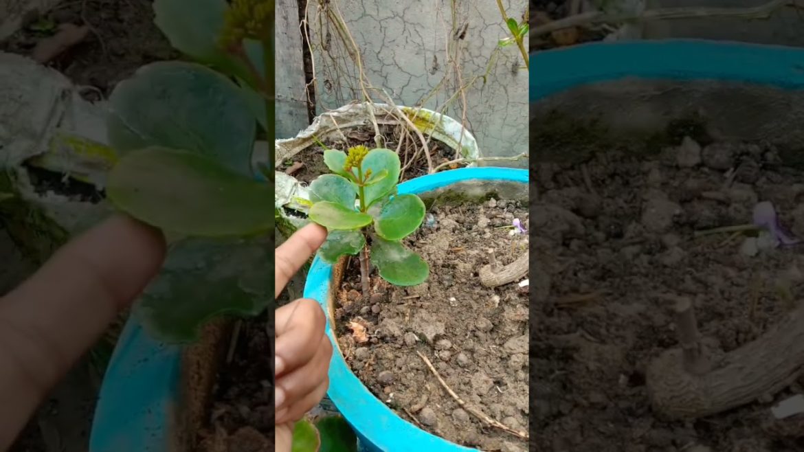 Dormancy planter using tips#fennelseeds#shabnooraligardening #shorts