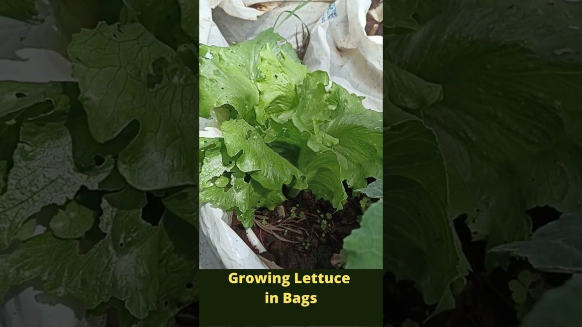 Easy Growing Lettuce in Bags #Shorts